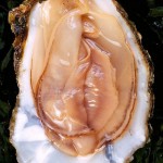 vịnh con Hàu