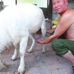 Thơ tặng sinh nhật Nam - sữa dê tiệt trùng