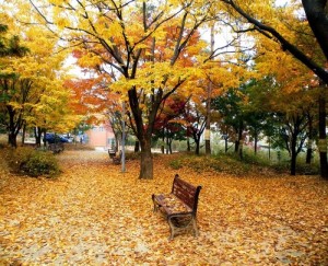 Mùa thu lá bay - Chiêm ngưỡng vẻ đẹp mùa thu Hàn Quốc