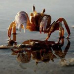 Dã tràng xe cát biển đông