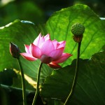 Sống trong yêu thương - Sen - Bình minh - Ban mai