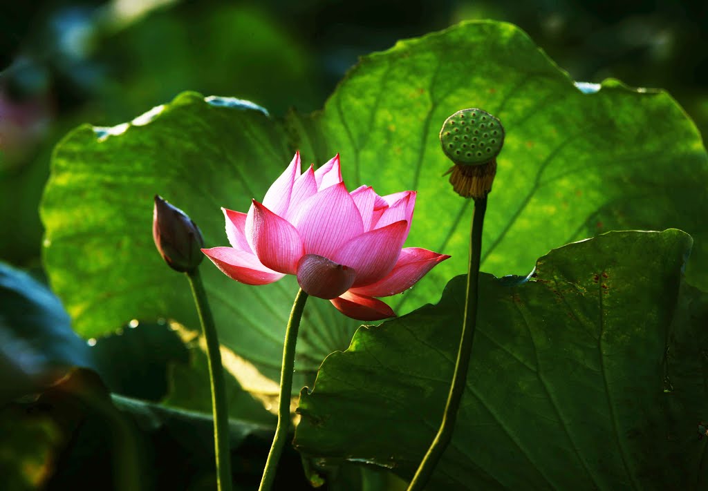 Sống trong yêu thương - Sen - Bình minh - Ban mai