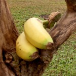 Tình ca về chuối phơi sương