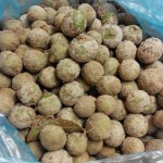 Mua sấu chợ đêm