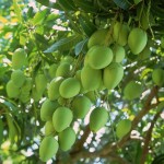 Cây xoài nhà em