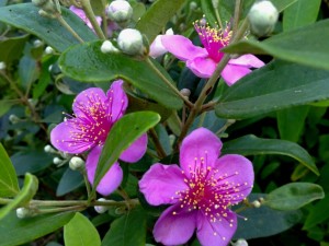 Nắng chiều Quang Hanh