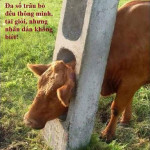 Đa số trâu bò đều thông minh, tài giỏi, nhưng nhân dân không biết!