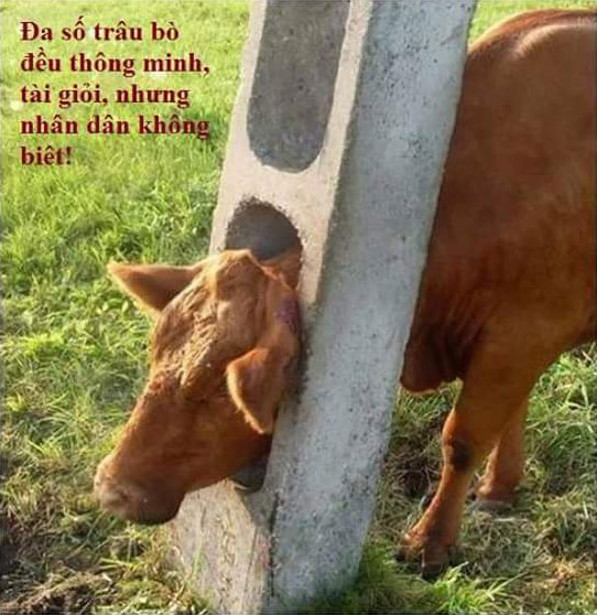 Đa số trâu bò đều thông minh, tài giỏi, nhưng nhân dân không biết!