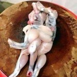 Chuyện tình cảm động về loài ếch!