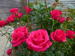 Thơ tặng sinh nhật vợ