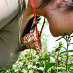 Cô gái hái chè - Hôm qua em đi hái chè