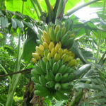 Bán chuối