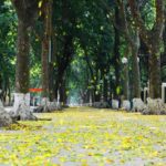 Một con điên - Lá vàng