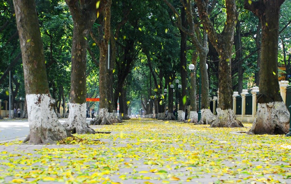 Một con điên - Lá vàng