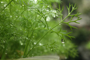 Bài thơ Cho tôi - Ảnh long lanh hoa cỏ mùa xuân